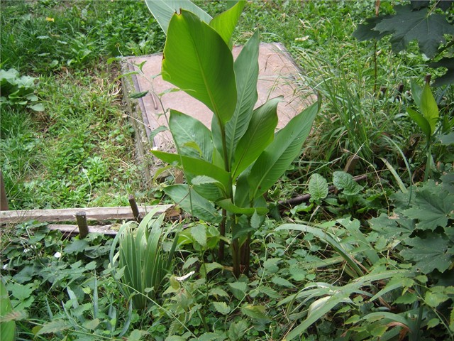 canna japonika